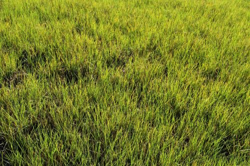 swamp grass wetland marsh