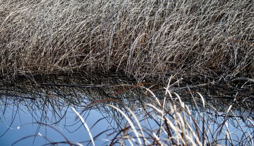 Swamp Grass Background