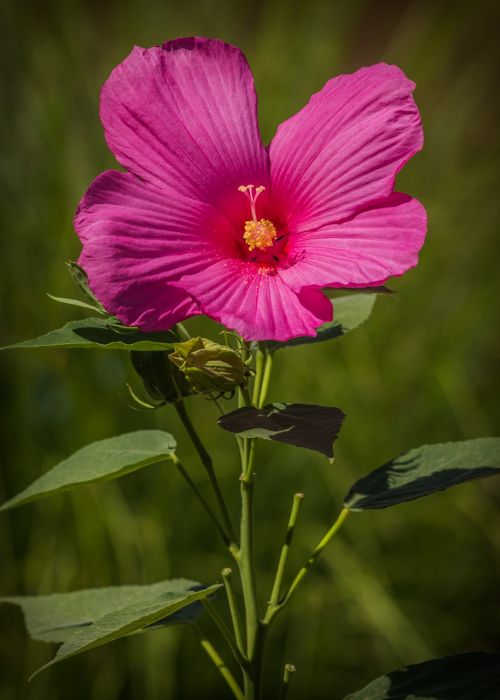 swamp hibiscus pink flower