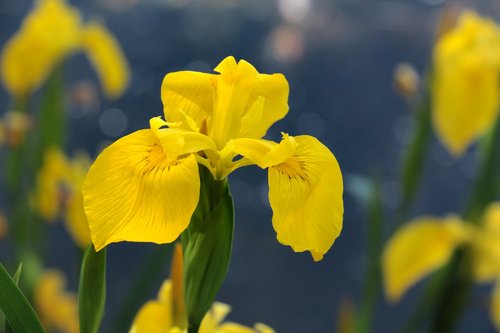 swamp iris  blossom  bloom