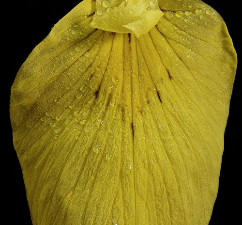 swamp iris  close up  macro