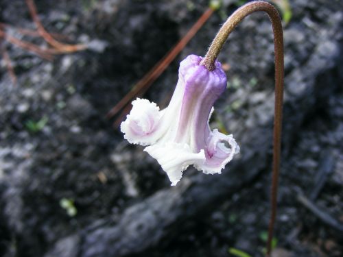 swamp leather flower clematis crispa l perennial vine