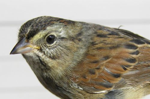 swamp sparrow bird wildlife