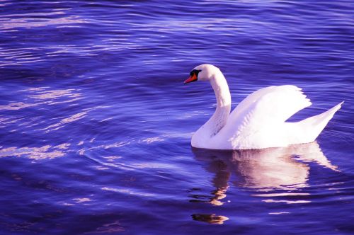 swan water blue