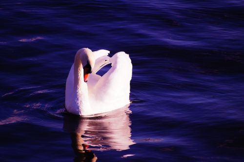 swan water blue