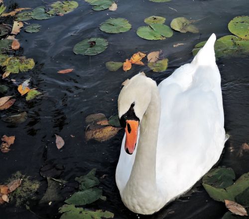 swan wild bird nature