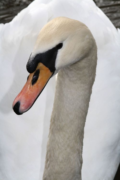 swan water swans