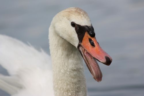 swan bird water bird