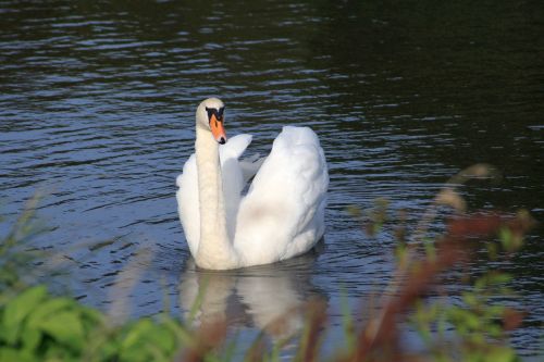 swan start plumage