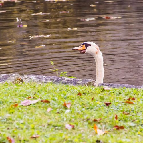 swan view bird