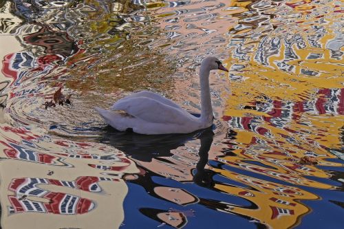 swan water mirroring