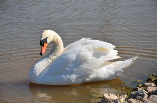 swan canal england