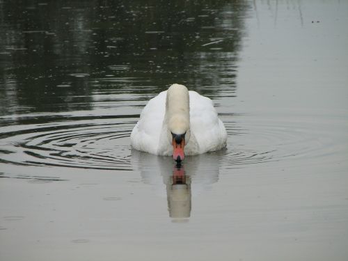 swan bird lake