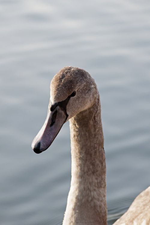 swan nature water bird