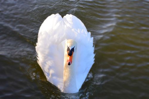 swan lake nature