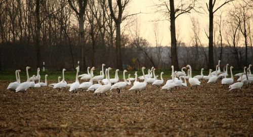 swan swans field