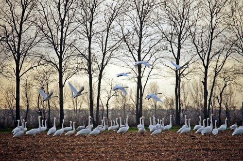 swan migratory bird whooper swan