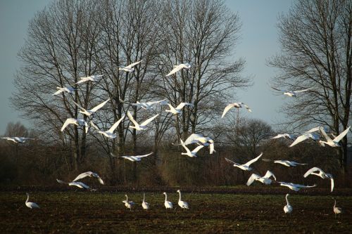 swan whooper swan flock of birds