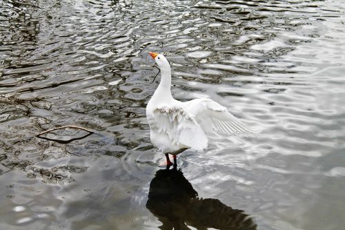 swan bird animal