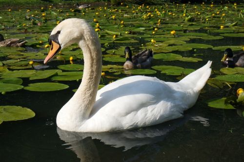 swan swimming water