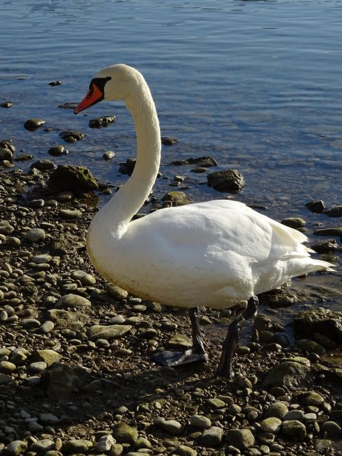 swan nature river
