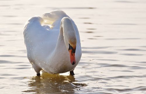 swan water lake constance