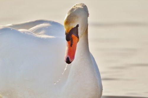 swan water lake constance