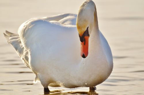 swan water lake constance