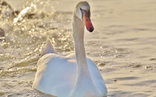 swan water lake constance