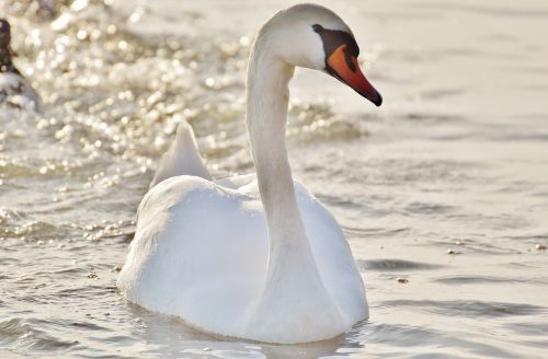 swan water lake constance