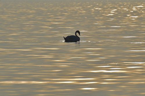 swan silhouette water