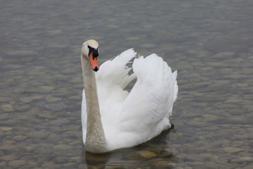 swan lake nature