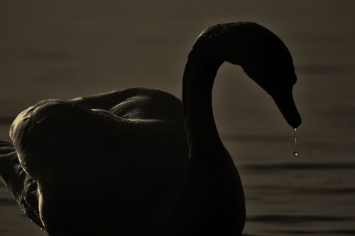 swan silhouette drop of water