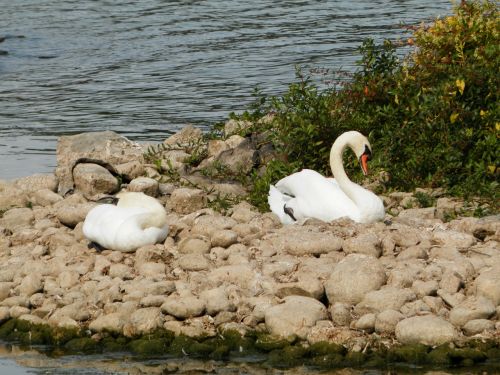 swan swans animals