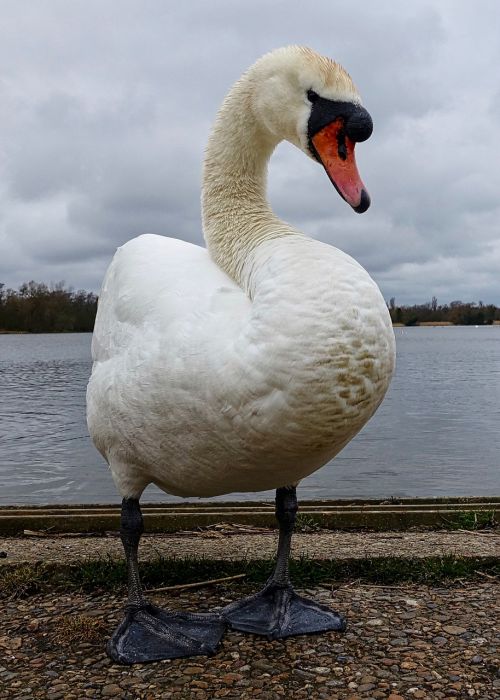 swan white lake