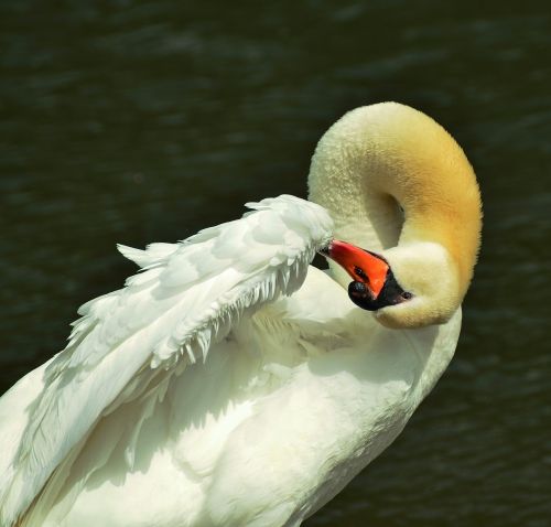 swan plumage clean