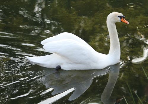 swan swimming water