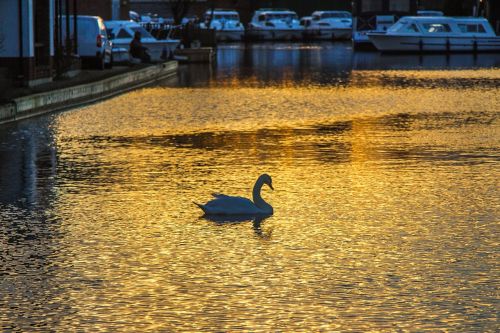 swan in the evening water