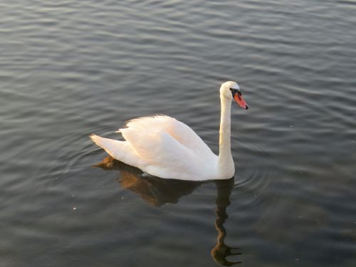 swan bird water