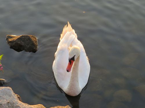 swan bird water