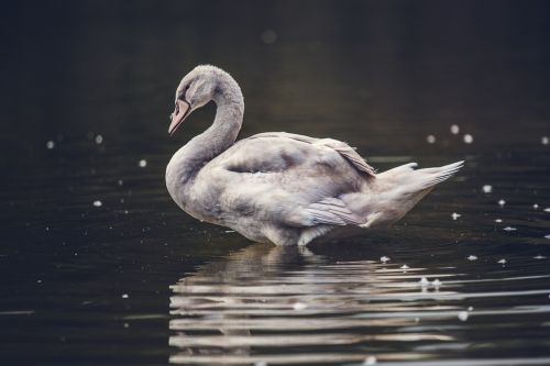 swan dirty bird