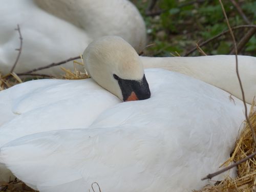 swan breed nest