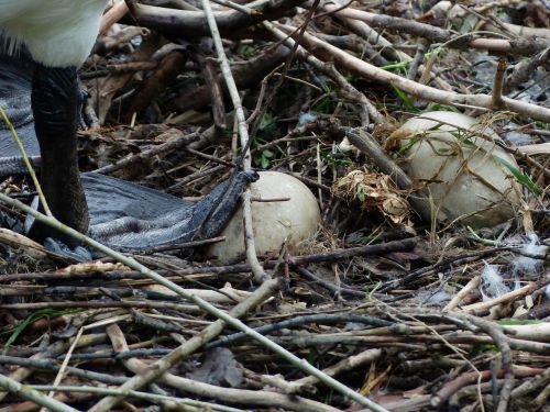 swan egg nest