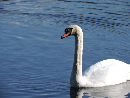 swan nature bird