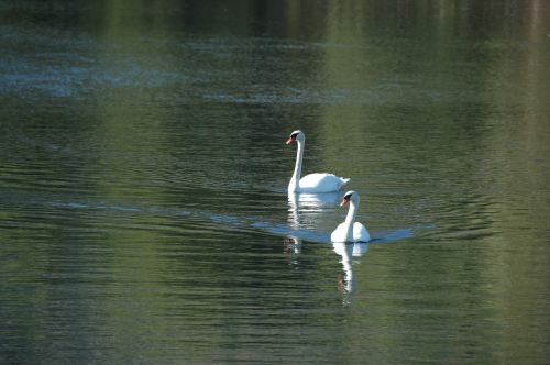 swan bird wildlife
