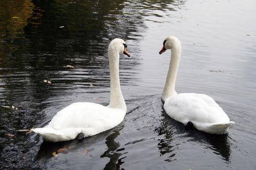 swan waterfowl lake