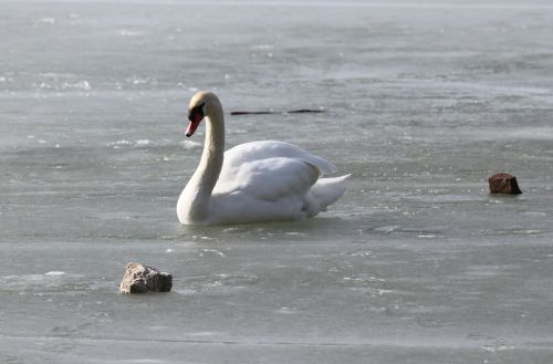 swan swans murten morat