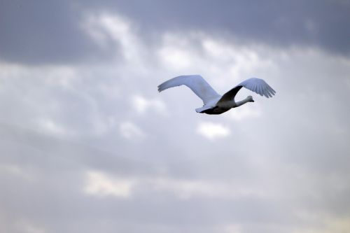 swan whooper swan bird