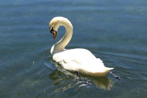 swan bird water