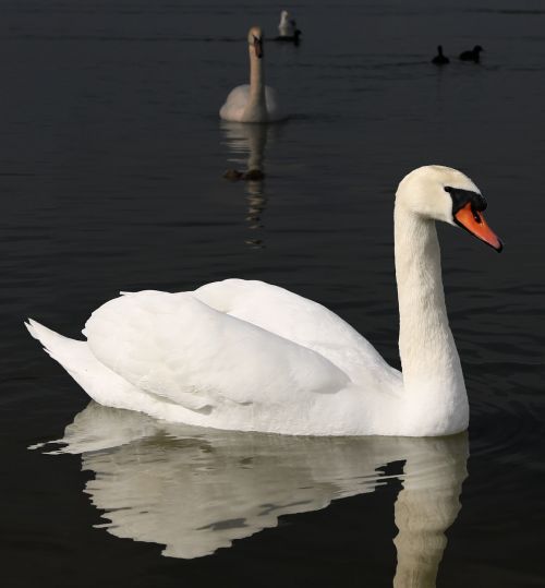 swan birds white swan